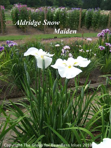 12 Aldridge Snow Maiden (2)